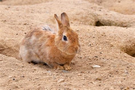 動物埋葬方法|ペットの埋葬はどうすればいいの？気になる方法や注意点をプロ。